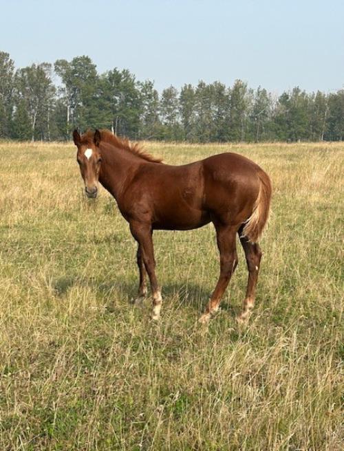 #05 Name Pending - 16 May 25, AQHA, Sorrel, Filly (Robins Cooke) X (LW Sugar Doc Six)